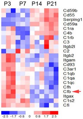 Complement factor B is essential for the proper function of the peripheral auditory system